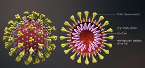Genetička detekcija KORONA virusa