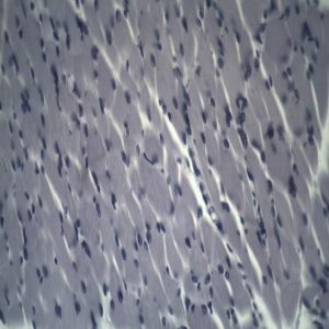 Alternative view of BS-2030B