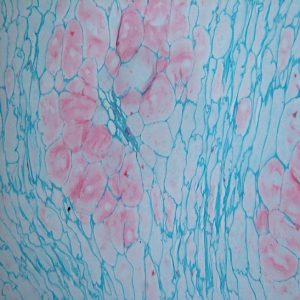 Alternative view of BS-2052BT Trinokularni biološki mikroskop